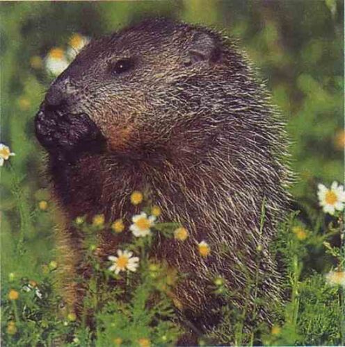 February and March Almanac 1999: Candlemas, Haiku Season, and Assorted Historic Events